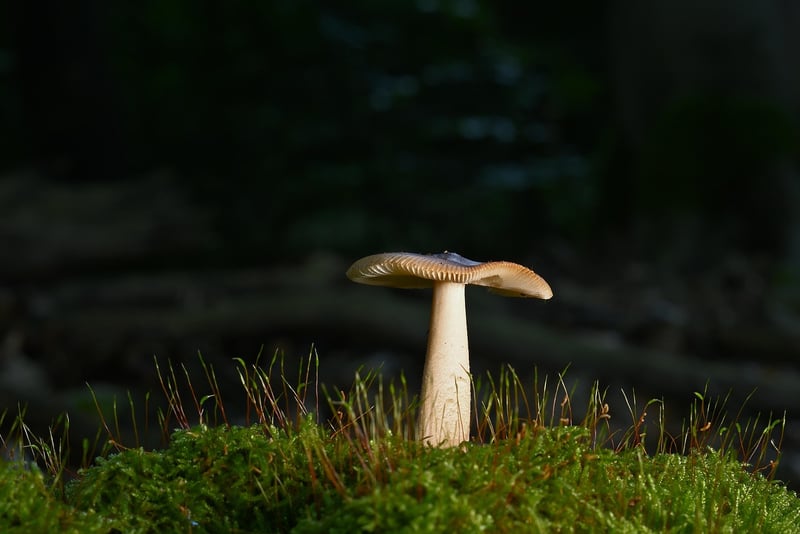 Hiking Trail